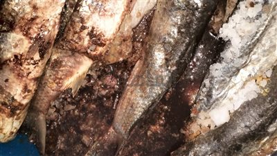 ضبط سيارة محملة بـ 600 كيلو فسيخ ورنجة غير صالحة للاستهلاك بالفيوم