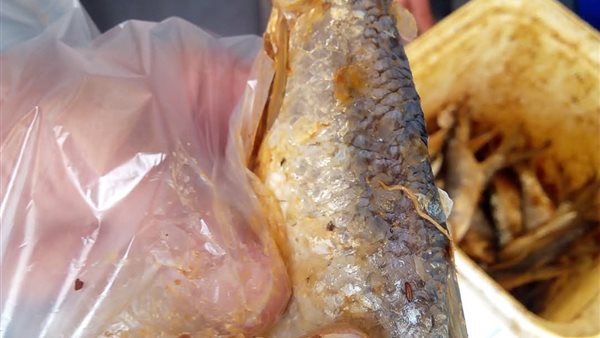 ضبط أسماك مملحة فاسدة