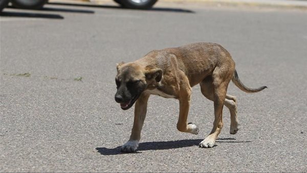 كلب ـ تعبيرية 