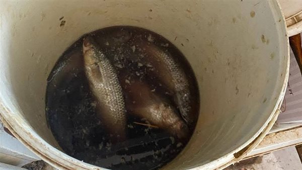 أسماك فاسدة