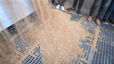 محافظ البحيرة تفتتح موسم توريد القمح.. واستقبال 7000 طن في اليوم الأول