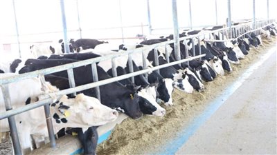 الزراعة تصدر 564 ترخيص تشغيل لمشروعات الثروة الحيوانية والداجنة خلال 15 يومًا