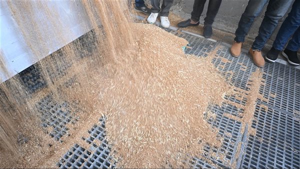 توريد القمح للشون