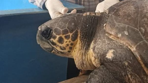 إنقاذ سلحفاة بحرية