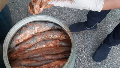 قبل شم النسيم.. ضبط أسماك مملحة فاسدة خلال حملات على الأسواق بقنا