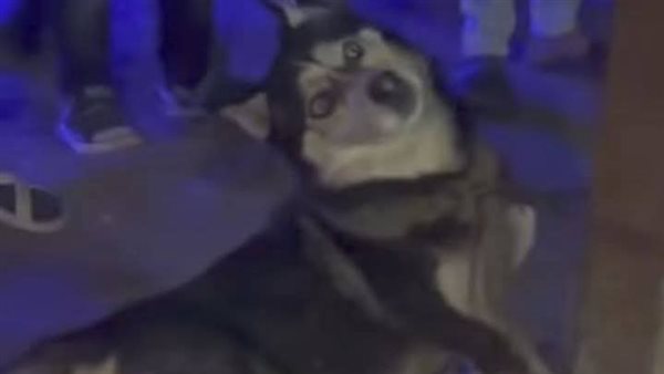 كلب هاسكي طنطا 