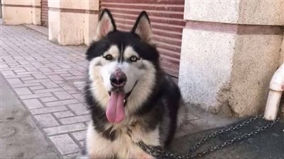 حمدي حجاج مدير بيطري طنطا بعد شائعات ضبطه: لا علاقة لي بقتل كلب هاسكي.. والناس عايزين يعملوا تريند | بث مباشر