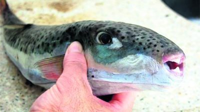 في شم النسيم.. تسمم 4 صيادين من كفر الشيخ بعد تناولهم سمكة الأرنب السامة | بث مباشر