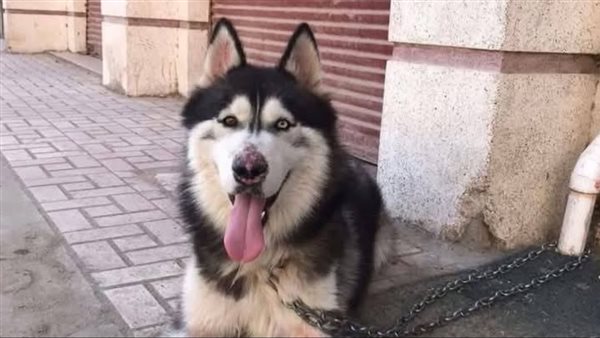 كلب الغربية