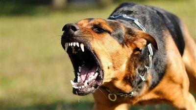 كلب ضال يعقر 7 أشخاص بينهم صغار بحي الصوفي في الفيوم