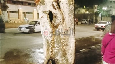 بسبب الألعاب النارية.. اندلاع حريق في شجرة بكورنيش أسيوط