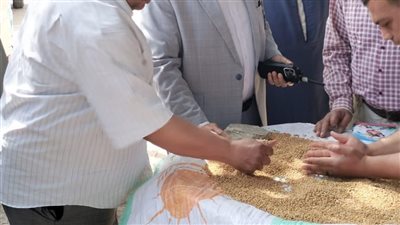 تموين الدقهلية: توريد 3355 طن قمح في أسبوع