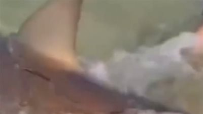 بعد مصرع غواص إسرائيلي.. فيديو لسمكة قرش تسبح في المياه الضحلة يثير ذعر المستوطنين