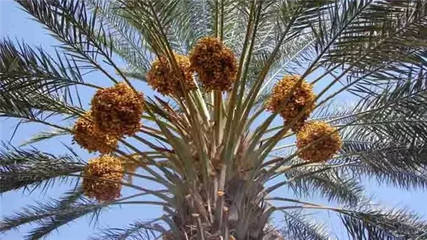 نخلة - تعبيرية 