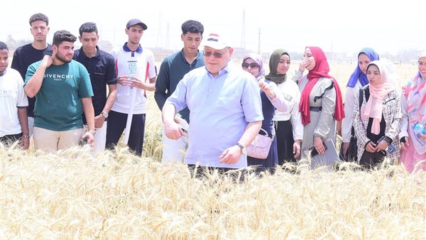 حصاد القمح بجامعة