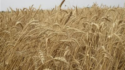 غرفة صناعة الحبوب تكشف أسباب انخفاض واردات القمح من 8 ملايين طن لـ 5.5 مليون