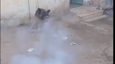 شباب يتخلصون من كلب ضال بعد عقره 4 أشخاص في ملوي بالمنيا