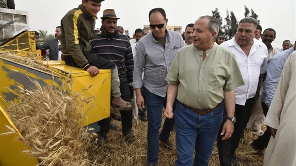 حصاد القمح ببورسعيد