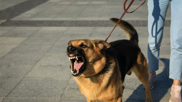 حيازة الكلاب