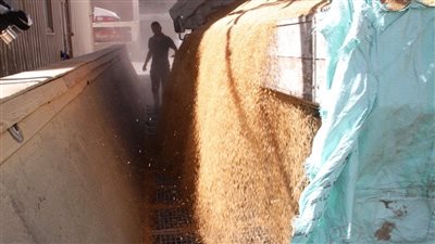 محافظ أسوان: انتظام توريد القمح بموسم الحصاد الحالي بإجمالي 55 ألف طن