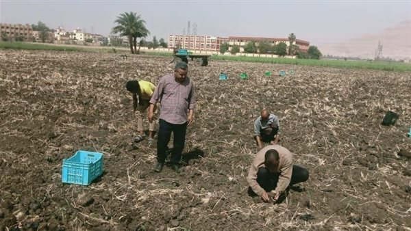 زراعة القصب بالشتلات