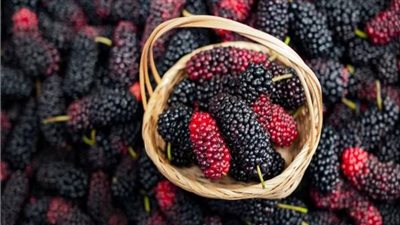 أبرزها التوت والموز.. أفضل فاكهة لتقوية الذاكرة خلال فترة الامتحانات 