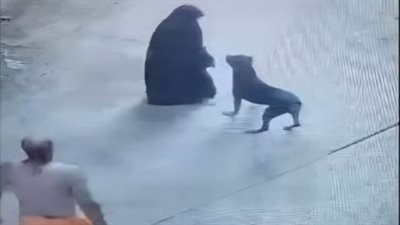 لزيادة المشاهدات.. القبض على عامل نشر فيديوهات قديمة بشأن تعدي شخص على سيدة بكلب شرس بالغربية