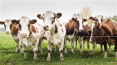 الإحصاء: مصر استوردت حيوانات حية من السودان بقيمة 129 مليون دولار خلال 2024