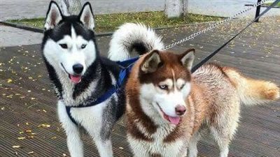 الحكومة تحذف 13 نوعًا من قائمة الكلاب الخطرة.. وتسمح بالترخيص لـ 27 أخرى