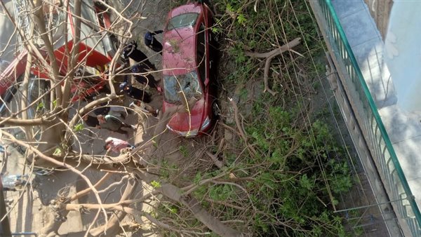 شجره _ أرشيفية 