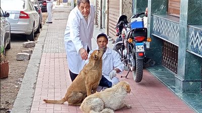 مديرية الطب البيطري بالأقصر تبدأ حملة لتحصين الكلاب الحرة ضد مرض السعار |صور