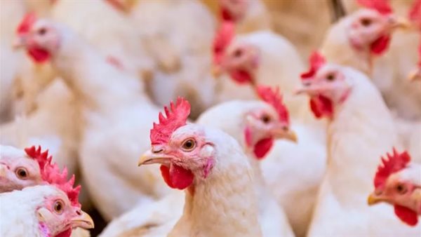 أسعار الدواجن