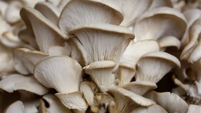 تزيد من التركيز.. فوائد قهوة الفطر بعد انتشارها 