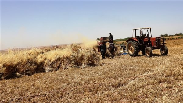 توريد القمح 