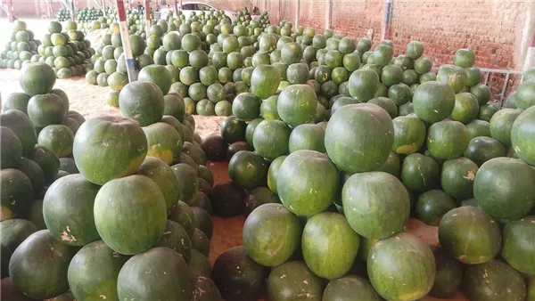  أسعار البطيخ بأسواق