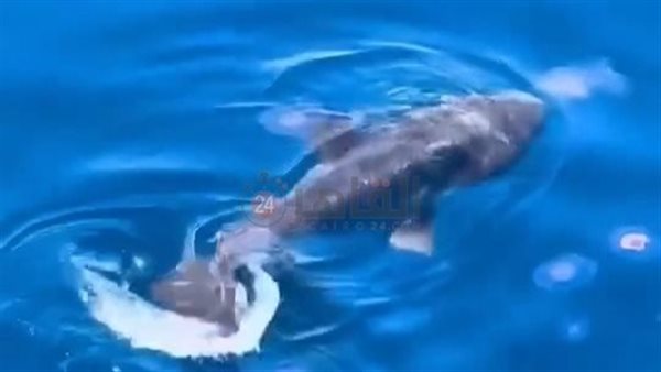 ظهور سمكة المولا