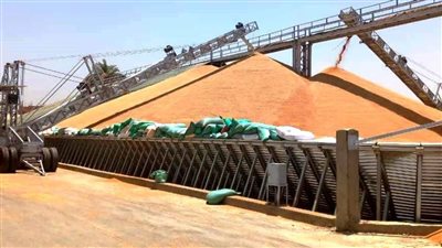 بـ مليار جنيه.. توريد 82 ألف طن قمح منذ بدء الموسم في سوهاج