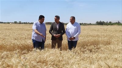 محافظ السويس يفتتح موسم حصاد القمح من قرية الشلوفة