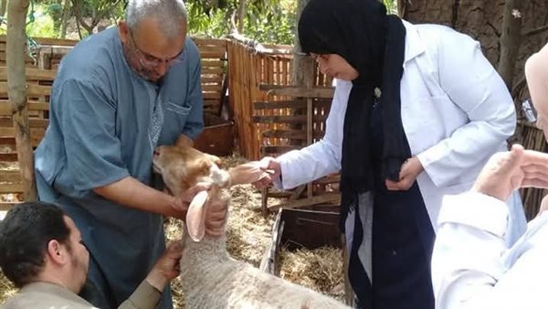 تحصين الماشية في