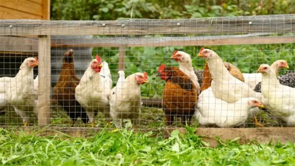 دواجن ـ تعبيرية 