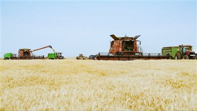 محافظ أسوان: توريد 170 ألف طن من القمح بالصوامع والشون والبناكر داخل وخارج المحافظة