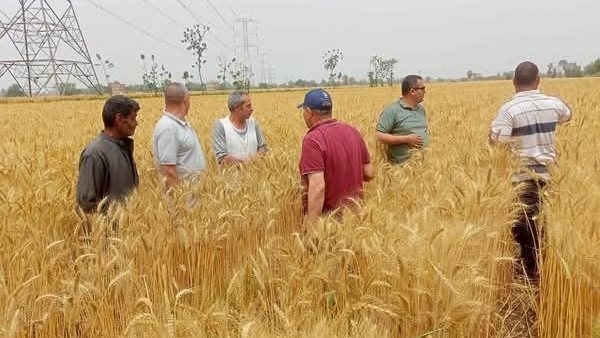 محصول القمح بالمنوفية