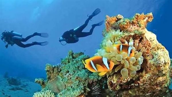 الغوص في جزر البحر