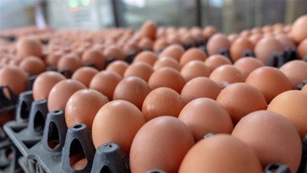 طبق البيض - تعبيرية