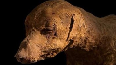 المتحف المصري بالتحرير يعرض مومياء كلب من الأسرة الـ 18 