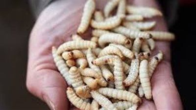 تفسير رؤية الدود في المنام.. 3 مفسرين يعددون في دلالة هذا الحلم