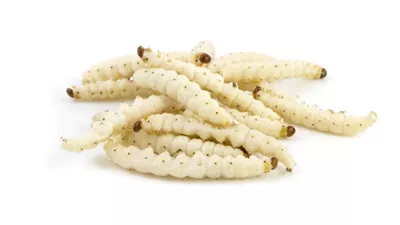 رؤية الدود الأبيض في المنام للمتزوجة.. يدل على الرزق الكثير والإنجاب