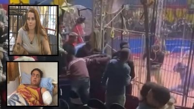 حيثيات المحكمة في واقعة هجوم نمر على عامل بسيرك طنطا: إهمال المدربة أنوسة كوتة تسبّب في بتر ذراعه