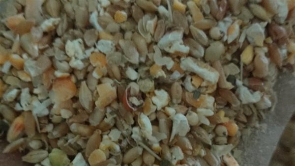 ضبط محل أعلاف لاستخدامه