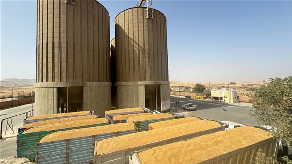 توريد القمح 